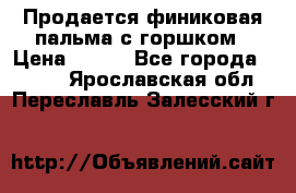 Продается финиковая пальма с горшком › Цена ­ 600 - Все города  »    . Ярославская обл.,Переславль-Залесский г.